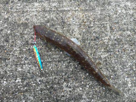 エソ、エソ、エソ…