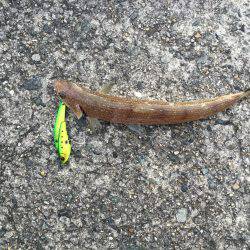 爆風タチウオ釣行