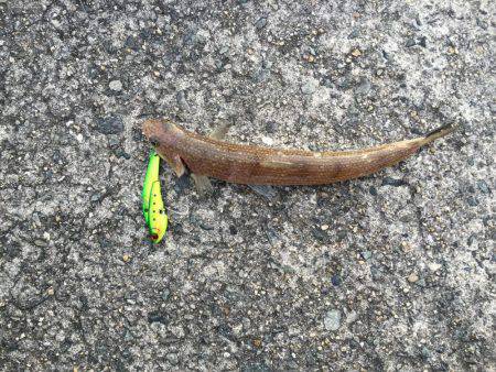 爆風タチウオ釣行