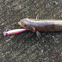 未知との遭遇。笑