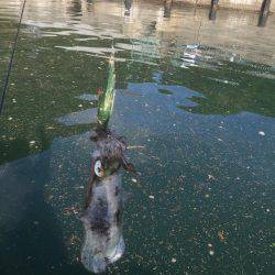 マイボートエギング