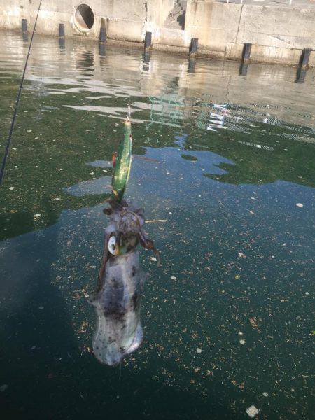 マイボートエギング