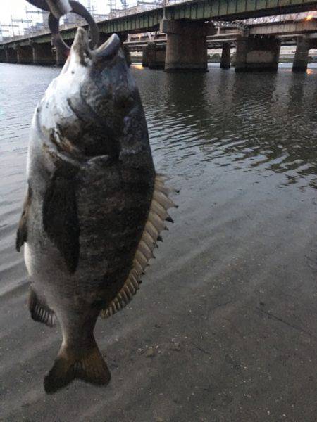 淀川チヌ