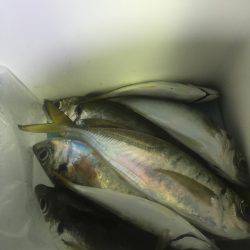 まちにまったこのサイズ！（≧∇≦）