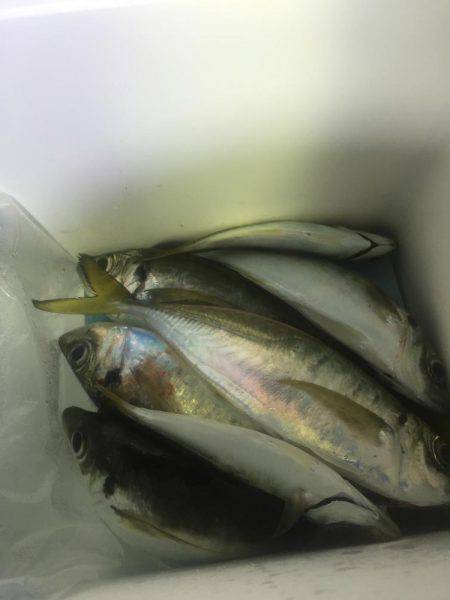 まちにまったこのサイズ！（≧∇≦）