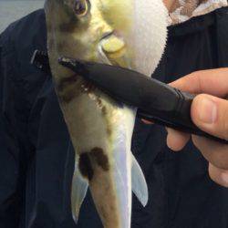 舞鶴2漁港、渋すぎて参った(初投稿)