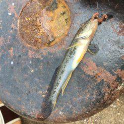 のんびりハゼ釣りwith親父