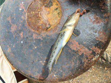 のんびりハゼ釣りwith親父