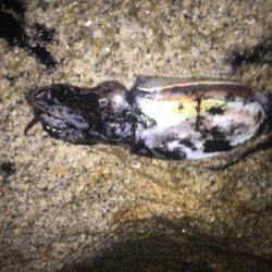 アオリ狙いで粘ること2時間…