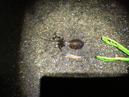 奈良より釣ーリング（バイク釣行）