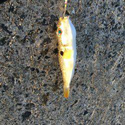 カレイ狙いその1