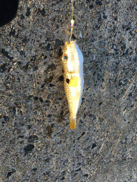 カレイ狙いその1