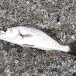 状況は良かった…