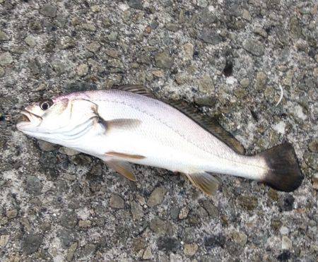 状況は良かった…