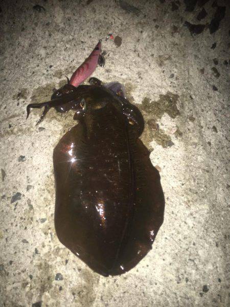 念願のアオリ…