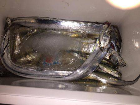 タチウオ好調！