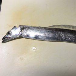 南芦屋浜タチウオ