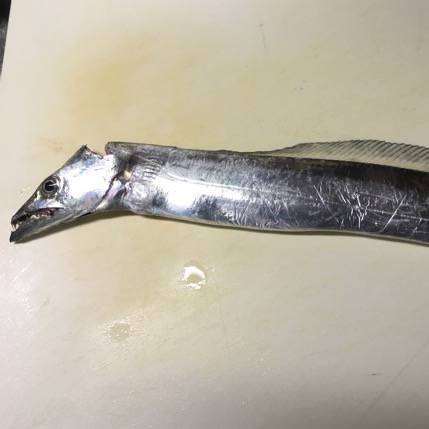 南芦屋浜タチウオ