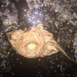 イカちゃんはいてる！