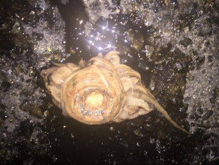 イカちゃんはいてる！