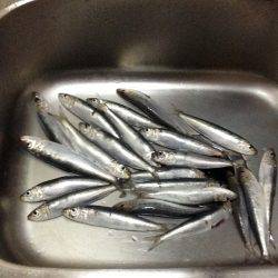 サビキの合間に