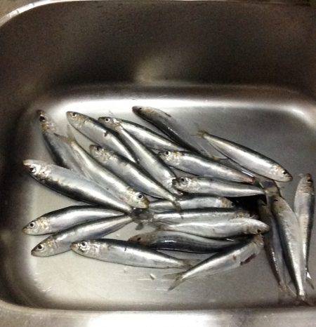 サビキの合間に