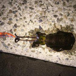 アジ、サバ、イワシ入れ食いでイカも！