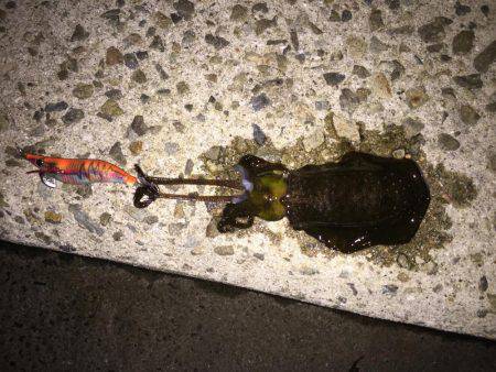 アジ、サバ、イワシ入れ食いでイカも！