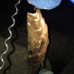 太刀魚のつもりが