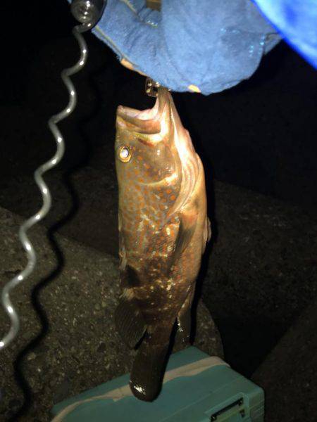 太刀魚のつもりが