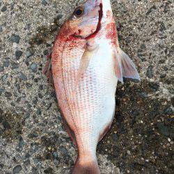 ショアジギング