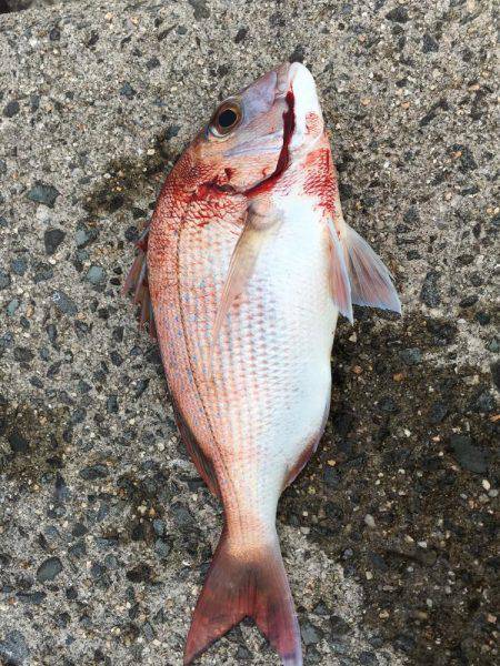 ショアジギング