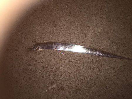 シーバス狙いのはずか