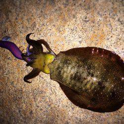 渋い〜(・ω・)ノ