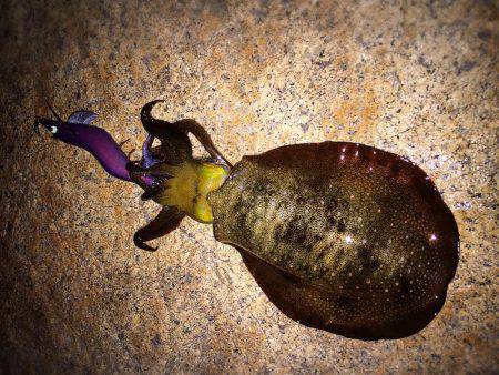 渋い〜(・ω・)ノ