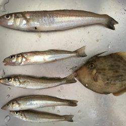 二反田で夜釣り