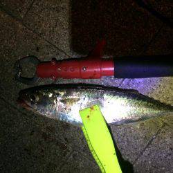 アジング後ワインド。