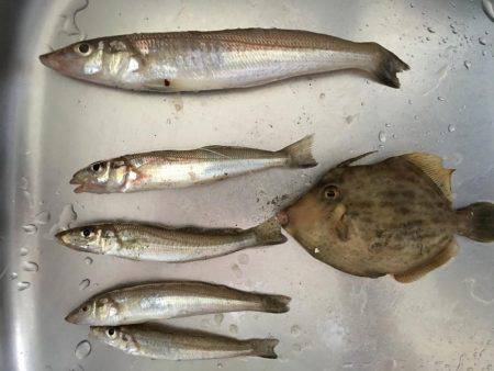 二反田で夜釣り