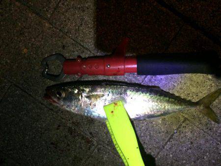 アジング後ワインド。