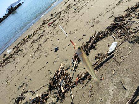 夏の終わりにちょい投げ