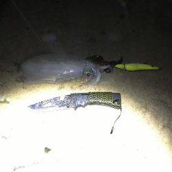 イカ好調、良い大きさに！