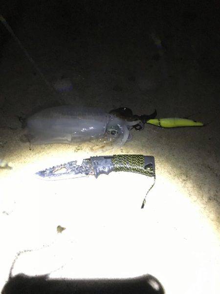 イカ好調、良い大きさに！