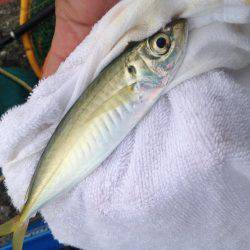 ダメダメフカセ…