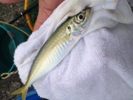 ダメダメフカセ…