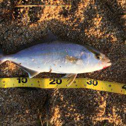 シオ（カンパチ）