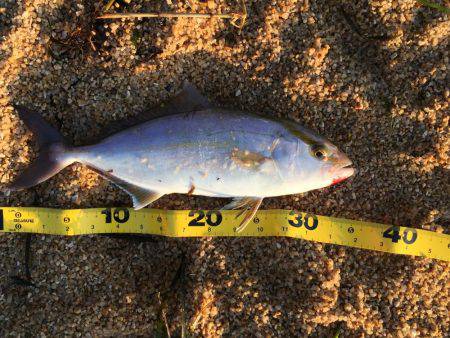 シオ（カンパチ）