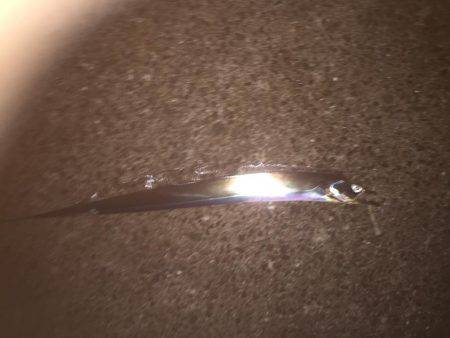 シーバス狙いが