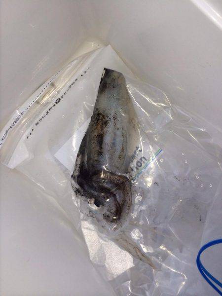 のませのはずが