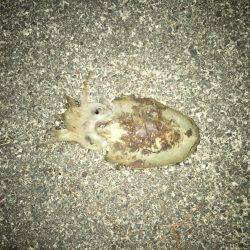 粘ってコウイカ