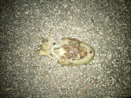 粘ってコウイカ